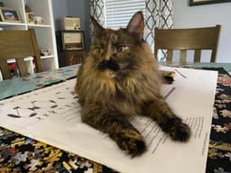 A profile image of Joshua Cohen