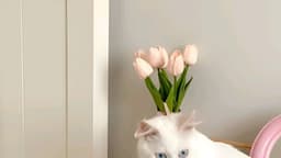 A profile image of Gabriela Rodrigues