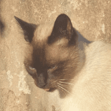 A profile image of mlucinda