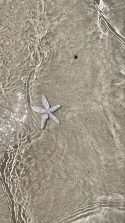 A profile image of Bek Bell