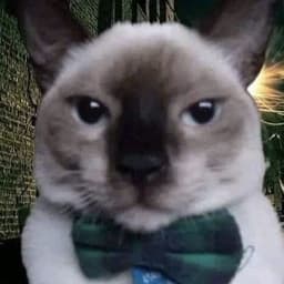 A profile image of Stiven