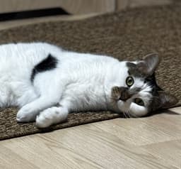 A profile image of paperseed