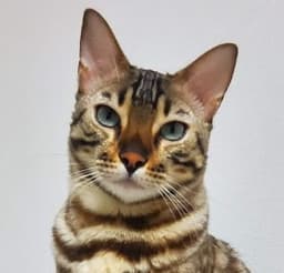 A profile image of 78_prisma