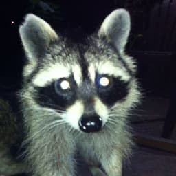 A profile image of mads