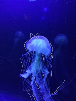 A profile image of mandi