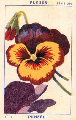 A profile image of Cali J