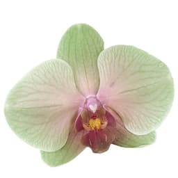 A profile image of St☆rgirl