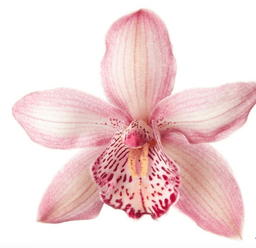 A profile image of cm