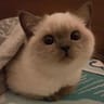Profile picture of Weeping Kittens
