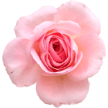 A profile image of youplanitdigitalplanner