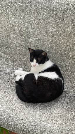 A profile image of Lakshmi