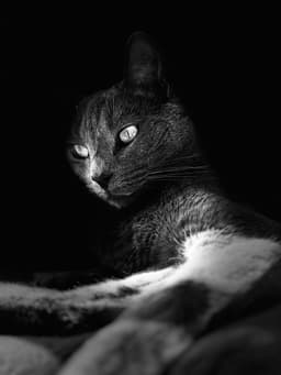 A profile image of Adrián Rubio