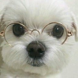 A profile image of Somora