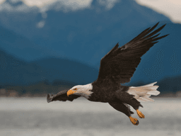 A profile image of Gus