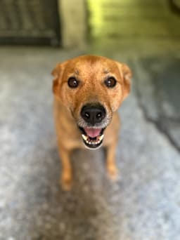 A profile image of Guti 谷蹄