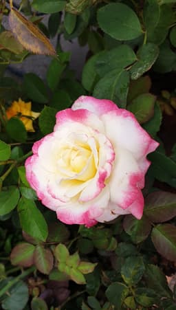 A profile image of Gayatri Bagul