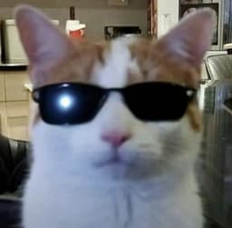 A profile image of kamachameleon