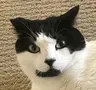 Profile picture of June