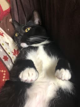 A profile image of 다나나