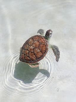 A profile image of Lu'