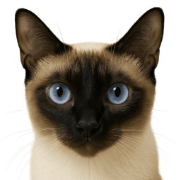 A profile image of xiucat