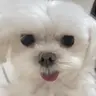 Profile picture of minimingming