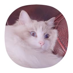 A profile image of Mia