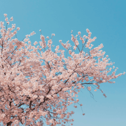 A profile image of Bingsu Adventures