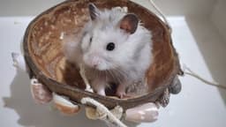 A profile image of mirroaror