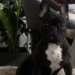 A profile image of Wiia