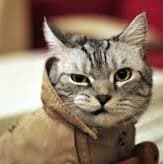 A profile image of Misty