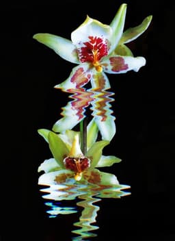 A profile image of MaggZ