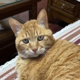 A profile image of Design Orange Cat