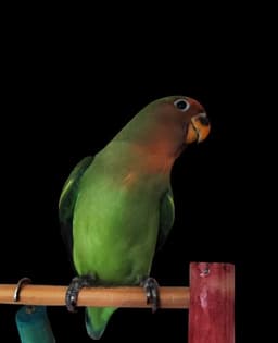 A profile image of Vicente