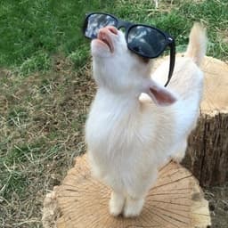 A profile image of Quinn