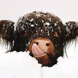 A profile image of tegen