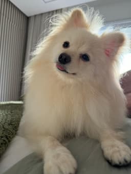 A profile image of Gui Latrova