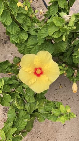 A profile image of papaya girl