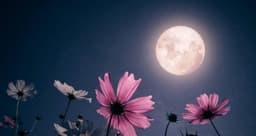 A profile image of Moon_Lover_Templates