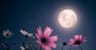 Foto profil Moon_Lover_Templates