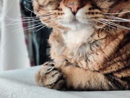 A profile image of IT cat