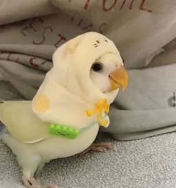 A profile image of ivy