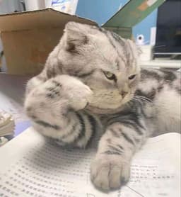 A profile image of a baddi3