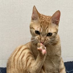 A profile image of Ori_zzeri