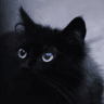 Black Cat Merchant avatar