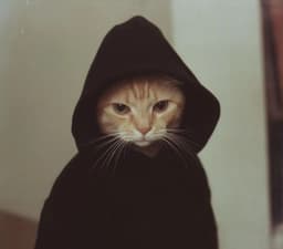 A profile image of Yoel Miranda