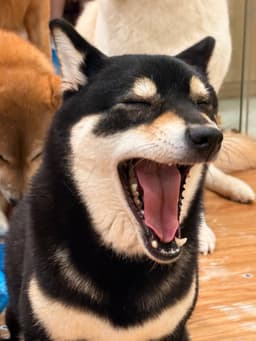 A profile image of Siyu
