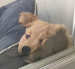 A profile image of hyell_t