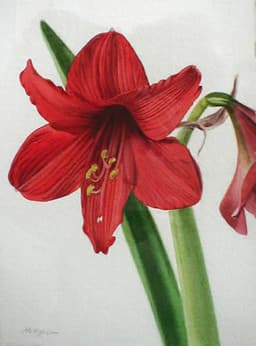 A profile image of Amaryllis