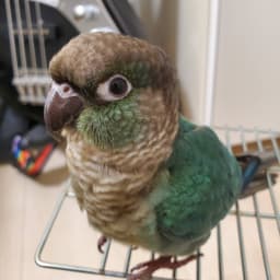 A profile image of まえぽん